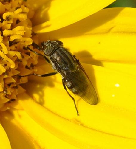 Stomorhina lunata